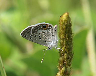 [The butterfly is perched on the tip of a weed facing downward. Its wings are folded up showing a pattern of light and dark spots and white vee marks on a tan background. There is a (relatively) large black spot with a light blue speck at the top of it and an orange ring around it. The antennas are striped light and dark with white-tipped dark section at the top. The legs are all white.]